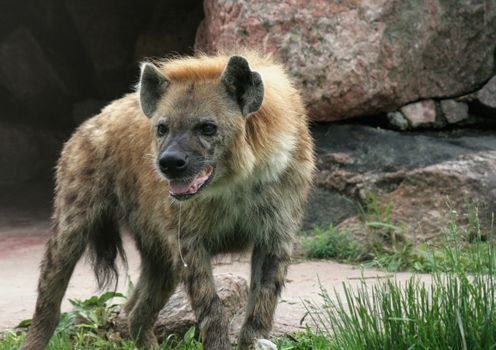 A spotted hyena, with drool hanging out of it's mouth.