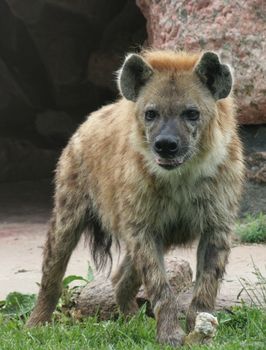 A hyena standing over a bone.
