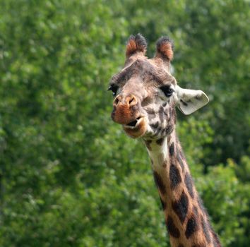 A giraffe chewing against a green background.