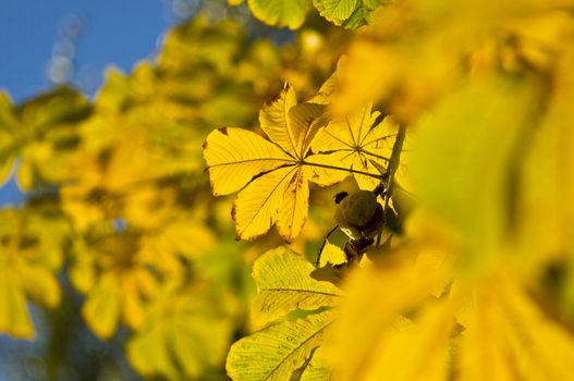 Autumn chestnut branch with yellow leaves against the blue sky. Close-up