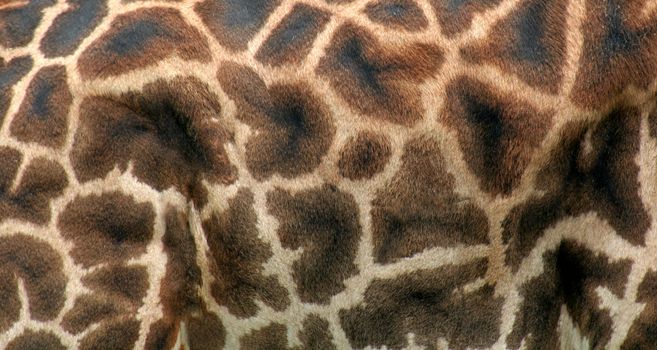 A close up of giraffe hide.
