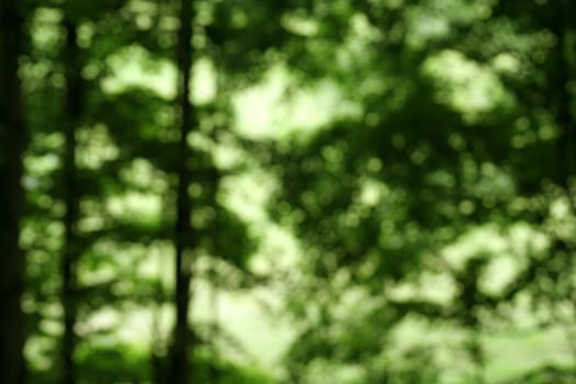 A Defocused Forest cast in bright background light.