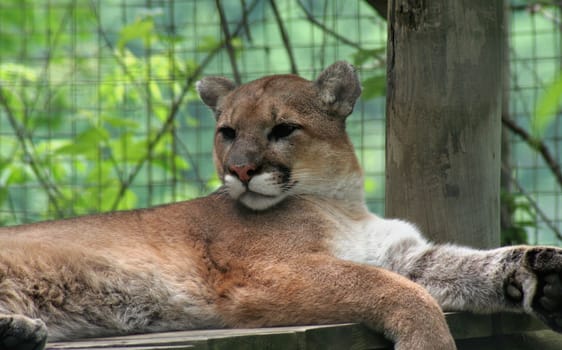 A calm cougar resting in a zoo.
