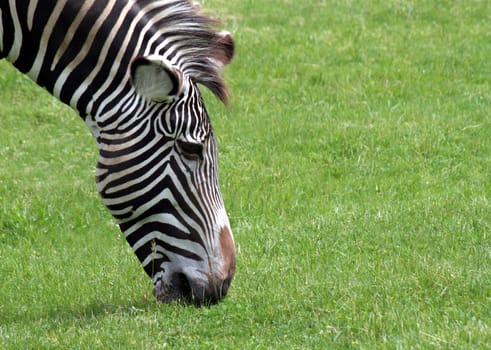 A zebra grazing on green grass.