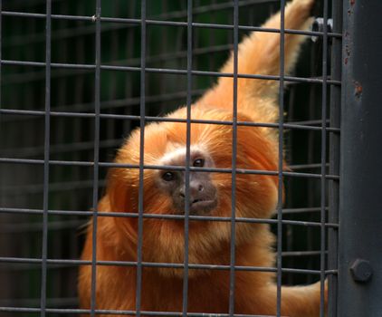 A Golden Lion Tamarin looking at the camera from in a cage.
