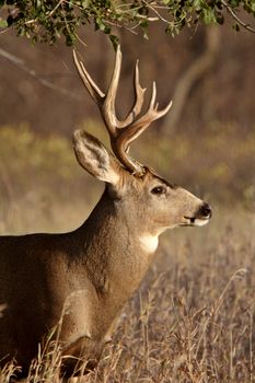 Mule Deer buck in Saskatchewan fall