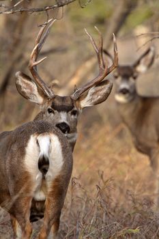 Mule Deer buck and doe in Saskatchewan fall