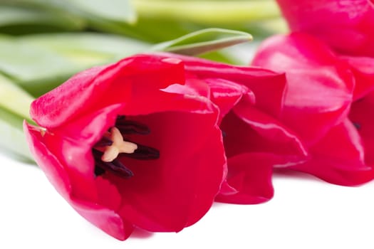 Closeup view of bunch of fresh red tulips