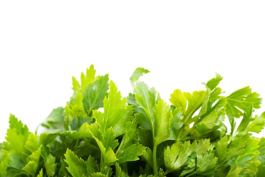 Macro view of fresh green parsley leaves