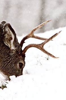 Mule Deer buck grazing in winter