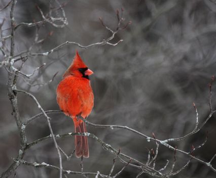 A beautiful red cardinal perched in a tree.