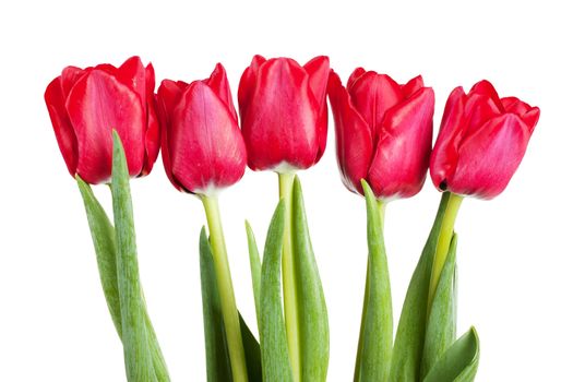 Five fresh red tulip isolated over white background
