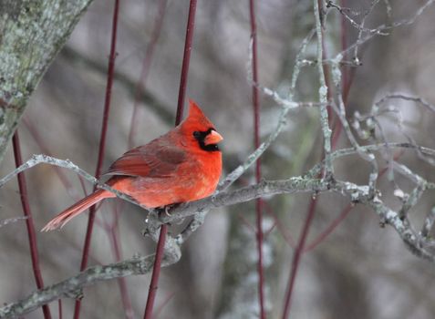 A beautiful red cardinal perched in a tree.
