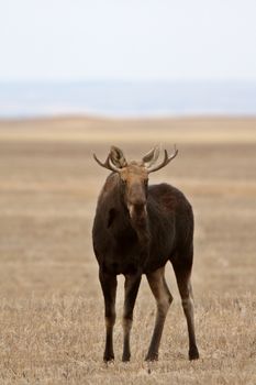 Moose on Saskatchewan field