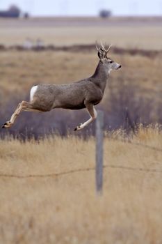 Mule Deer buck bounding over fence