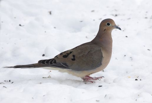 A Mourning Dove in the snow, perked up at attention.
