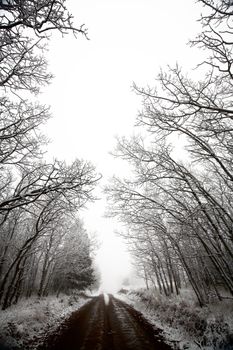 Ice fog in Cypress Hills Provincial Park of Saskatchewan