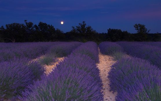 Lavender field in Provence, France, photographed under the moonlight in a warm summer evening