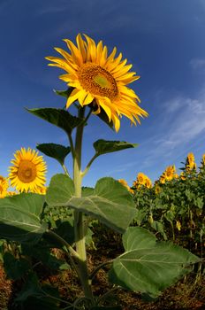 Picture of a sunflower in early morning sunlight