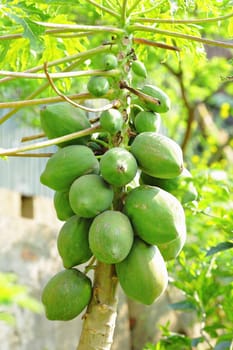 papaya tree