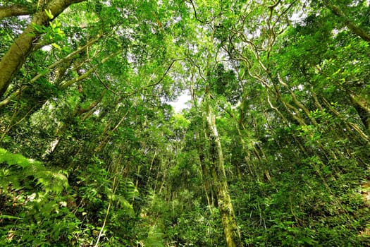forest