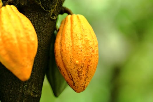 Cocoa pods