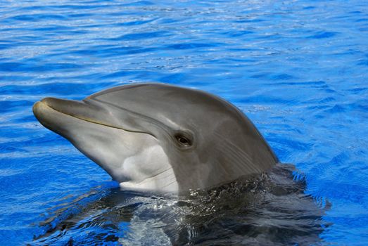 Dolphin