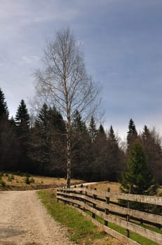 Wooden fence and birch near country road in sunny day