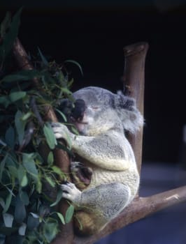 Koala sleeping