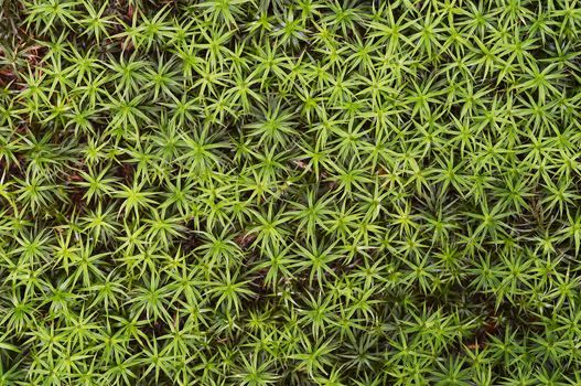 Detail (close-up) of the carpet of moss