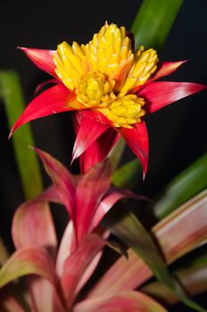 Blossoming Bromelia or Bromeliad plant with dark background