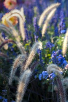 Colorful wild flowers in the field