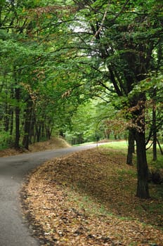 Small road through beautiful autumn forest in national park 