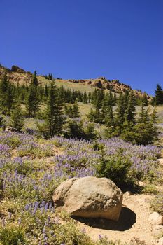 Closeup of Sky Lupines in Lassen National Park, California