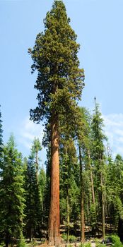 very tall Sequoia Gigantica in Mariposa grove, in Yosemite National Park, California, USA