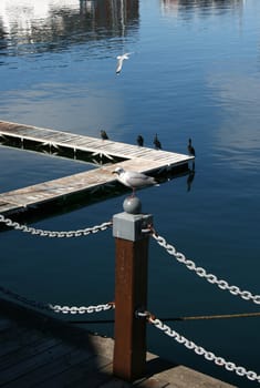 Seagull sitting on a wooden pole in the harbor