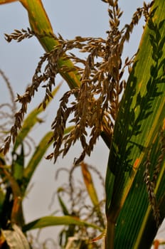 Corn field