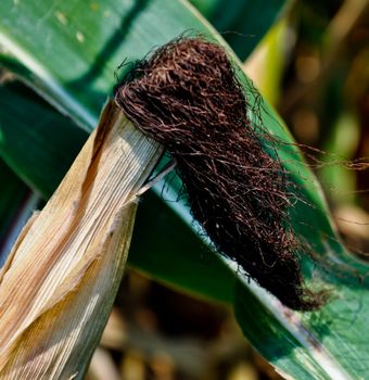 Corn field