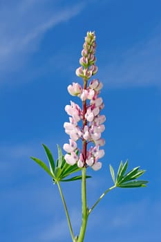 Inflorescences of lupine against the background of a blue sky