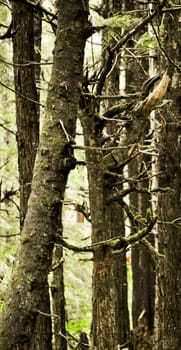 Trunks and branches