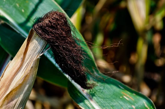 Corn field