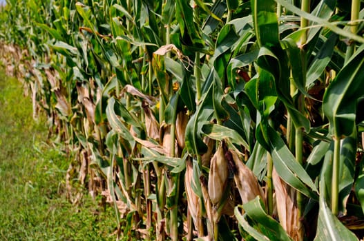 Corn field