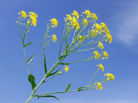 Crucifer yellow flowers against the background of blue sky.  Plant of Cruciferous family