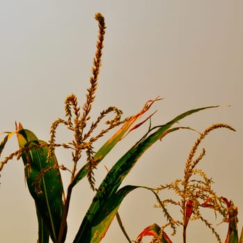 Corn field