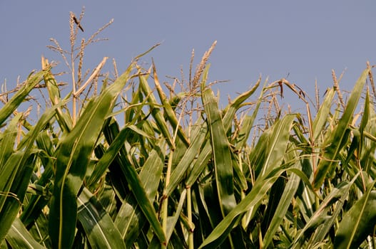 Corn field