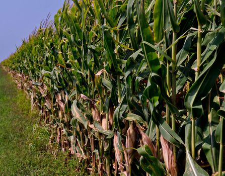 Corn field