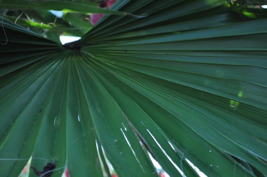 Palmetto Frond