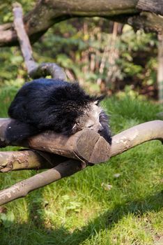 Binturong (Arctictis binturong), or Asian Bearcat, or Palawan Bearcat, or  Bearcat, is a species of the family Viverridae