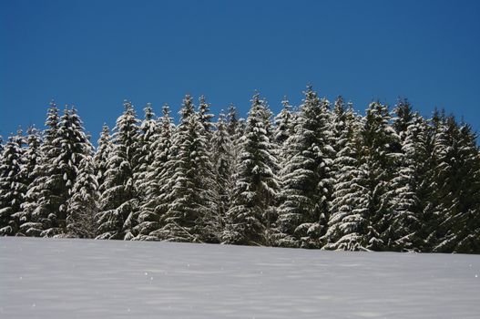 beautiful snowy winter landscape at Christmas time