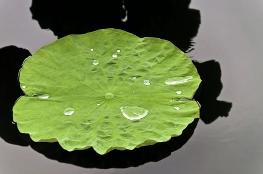 Lotus leaf in a pond with water on it